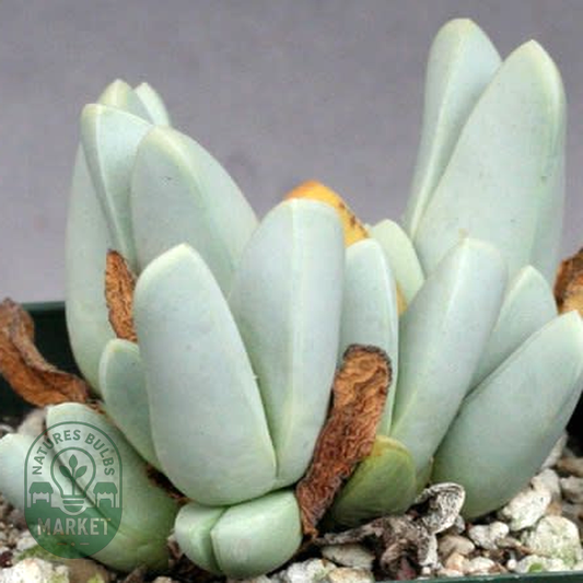 Antimima dualis