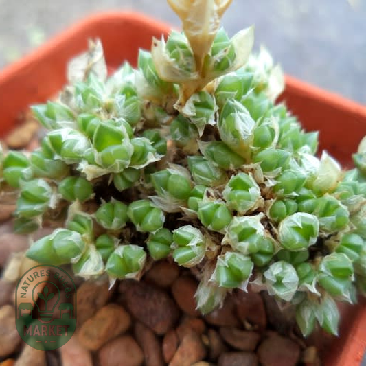 Antimima fenestrata