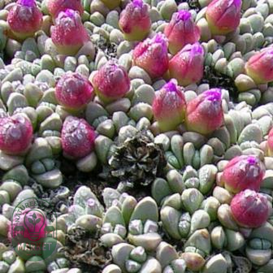Antimima loganii