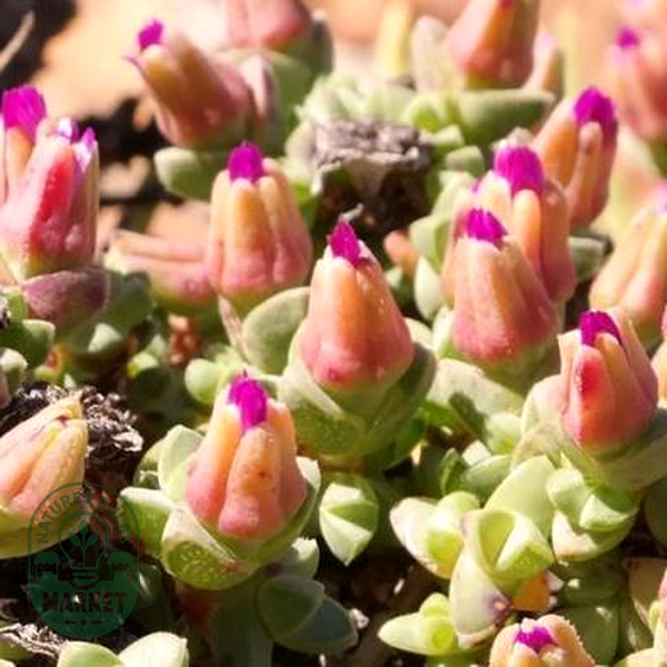 Antimima minima