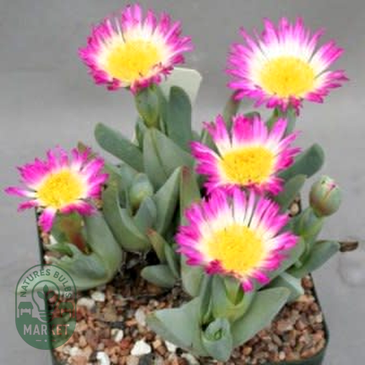 Antimima ventricosa