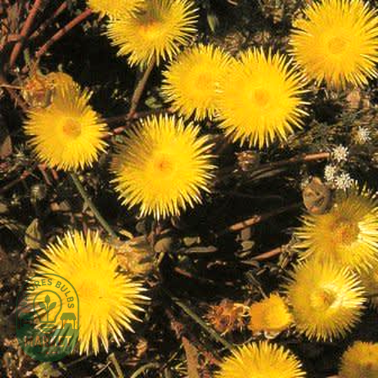 Apatesia sabulosa