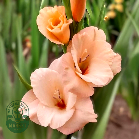 Apricot Beauty