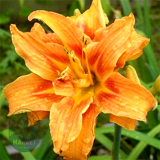 Apricot Beauty