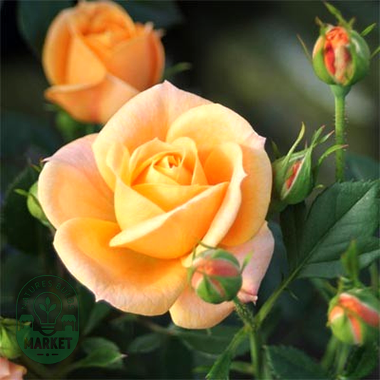Apricot Clementine