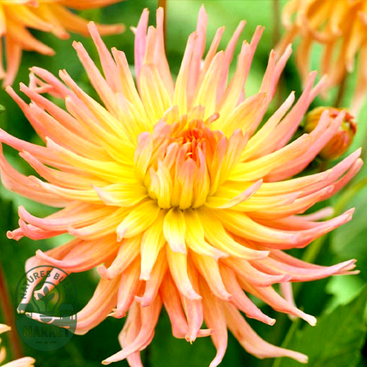 Apricot Star