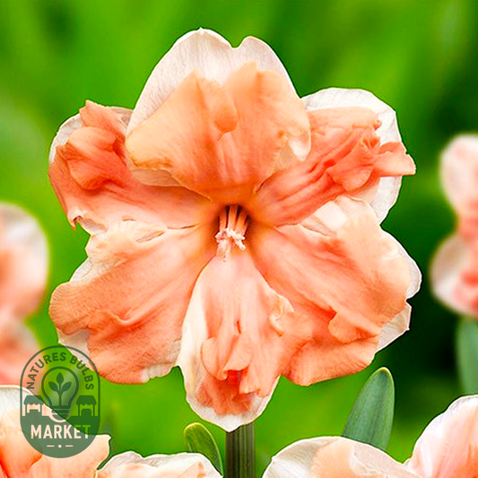 Apricot Whirl
