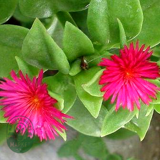 Aptenia cordifolia