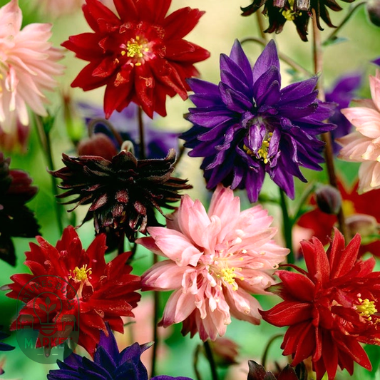 Aquilegia Artisian Blend Columbine