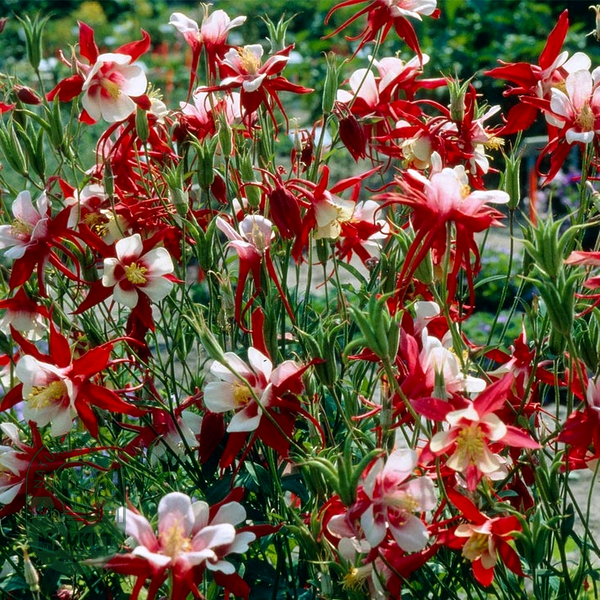 Aquilegia 'Crimson Star' Columbine