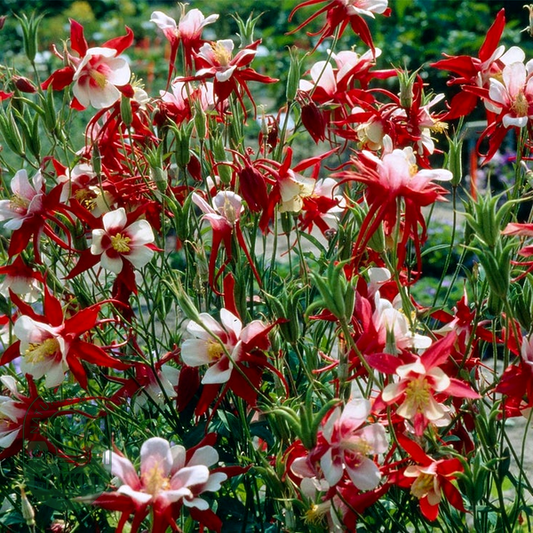 Aquilegia 'Crimson Star' Columbine