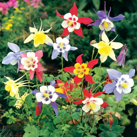 Aquilegia 'McKana Hybrids Mix'