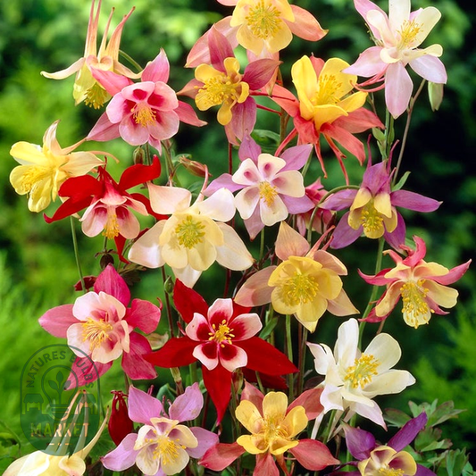 Aquilegia Mixed Columbine