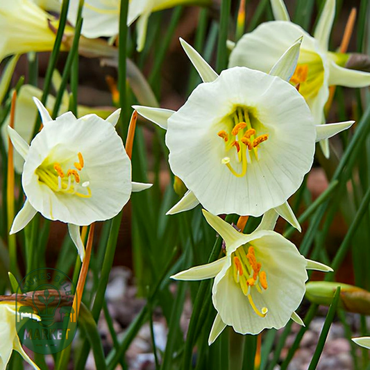 Arctic Bells