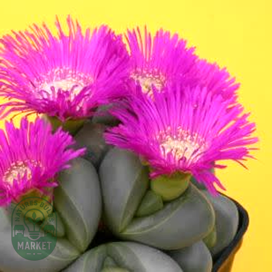 Argyroderma delaettii-roseum