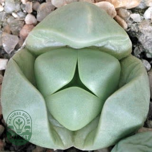 Argyroderma delaettii