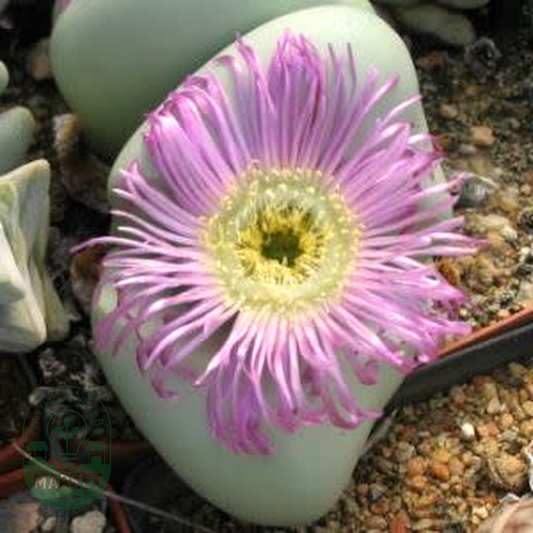Argyroderma delaettii forma delaettii