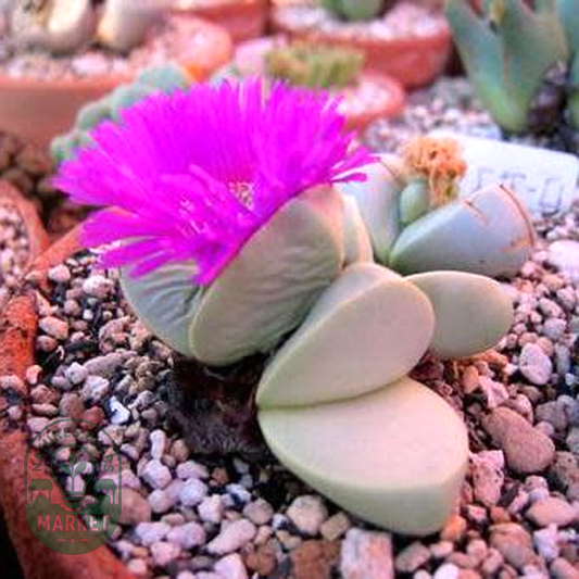 Argyroderma fissum