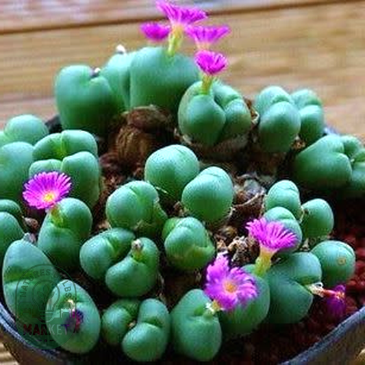 Argyroderma framesii subsp. hallii