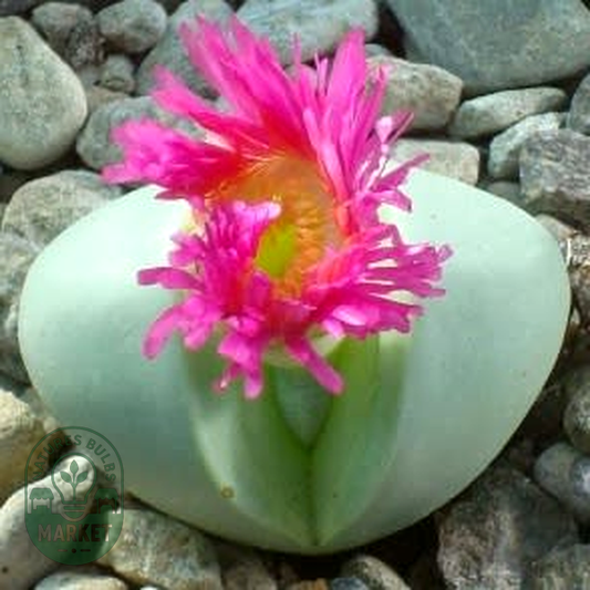 Argyroderma pearsonii
