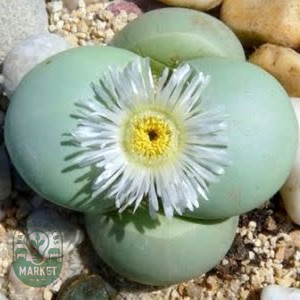 Argyroderma pearsonii forma luckhoffii