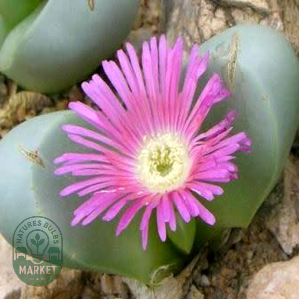 Argyroderma ringens