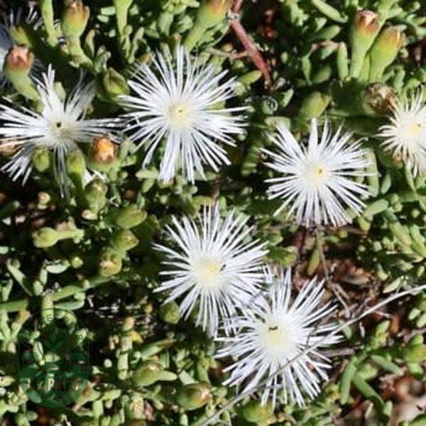 Aridaria noctiflora