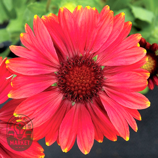 Arizona Red Shades Blanket Flower Seeds