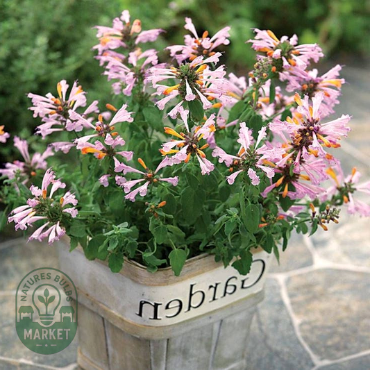 Arizona™ Sunset Hyssop Seeds