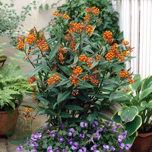 Asclepias Gay Butterfly Milkweed