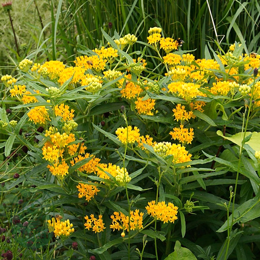 Asclepias 'Hello Yellow' Milkweed