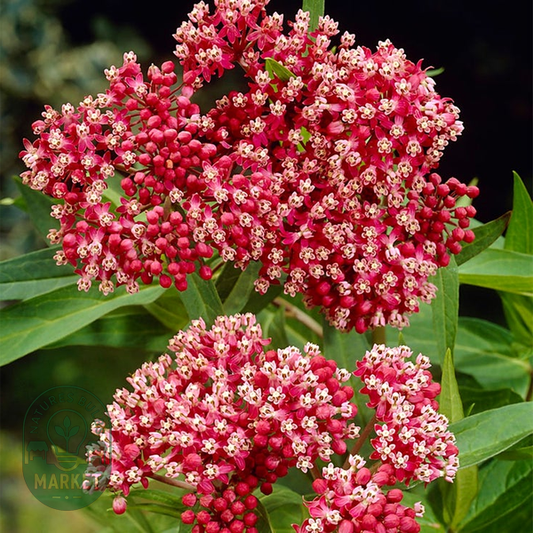 Asclepias Pink Milkweed