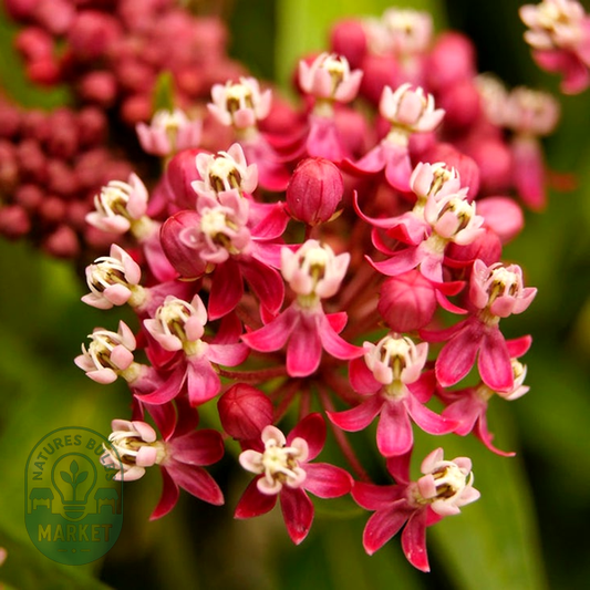 Asclepias 'Soulmate' Milkweed