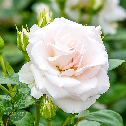 Aspirin Rose