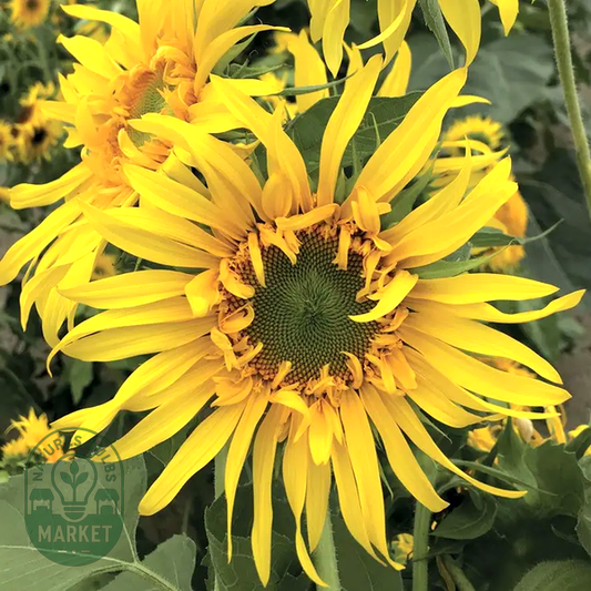 Astra Gold' Sunflower Seeds