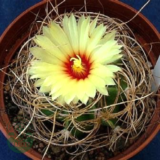 Astrophytum capricorne var. senile