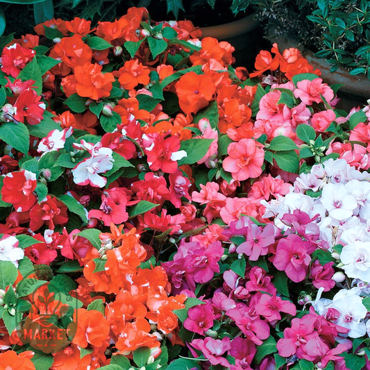 Athena Mix Impatiens Seeds