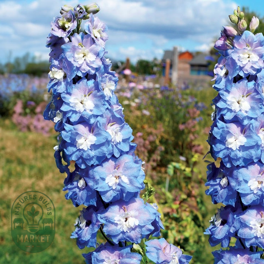 Aurora™ Blue Delphinium