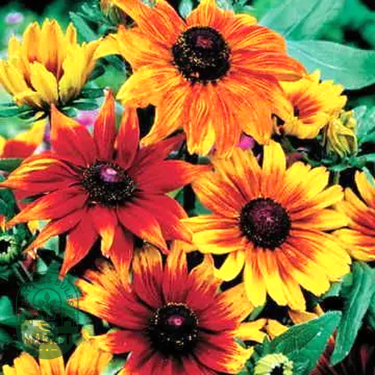 Autumn Colors Rudbeckia Seeds