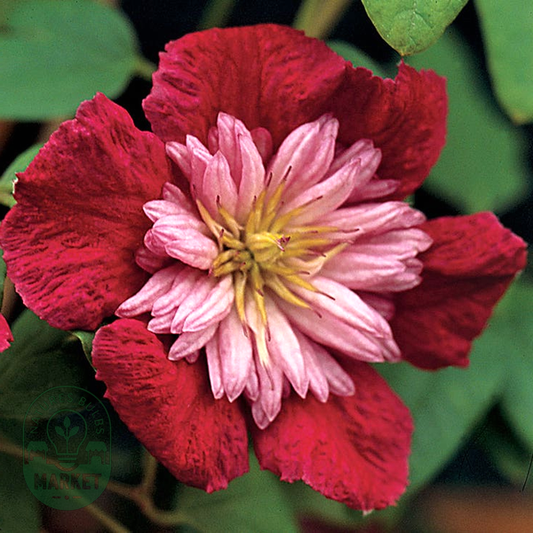 Avant-Garde™ Clematis