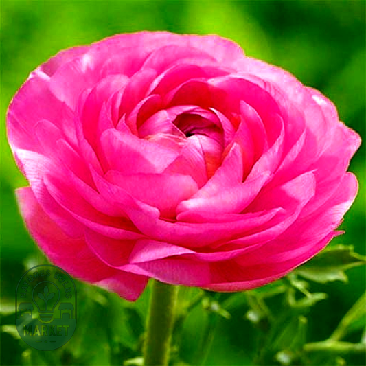 Aviv Pink
