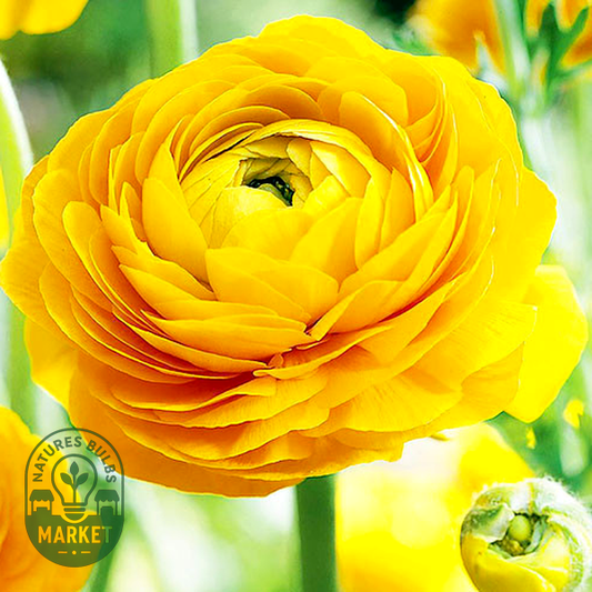Aviv Yellow