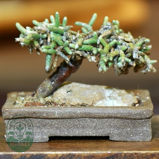 Avonia ustulata