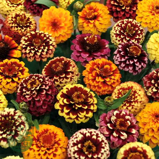 Aztec Sunset Improved' Mix Zinnia Seeds