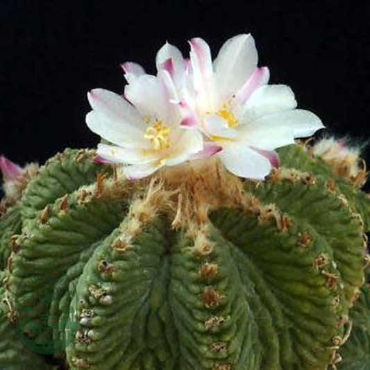 Aztekium ritteri