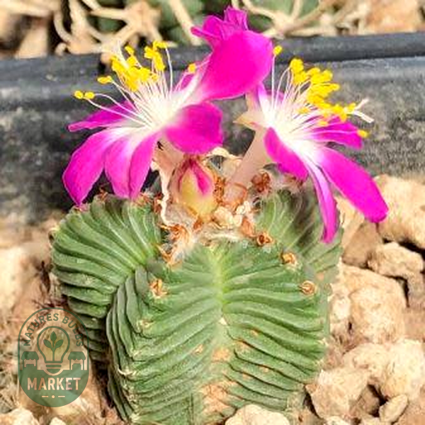 Aztekium valdezii