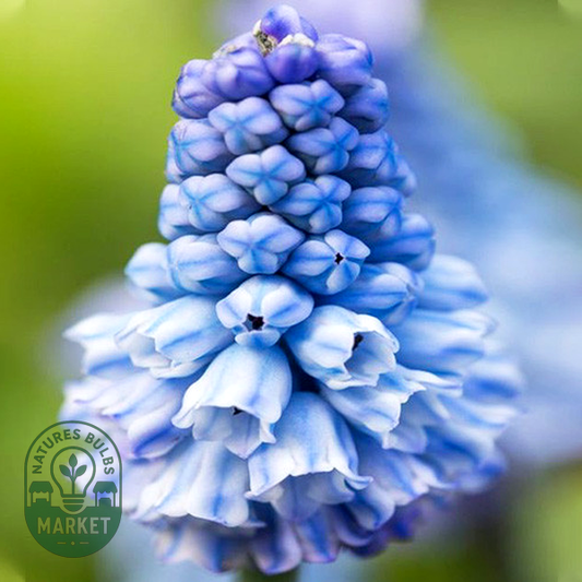 Azureum