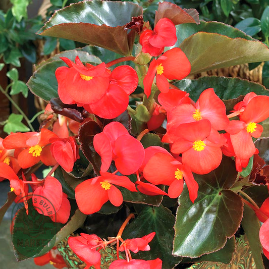 BIG™ Red with Bronze Leaf Begonia Seeds