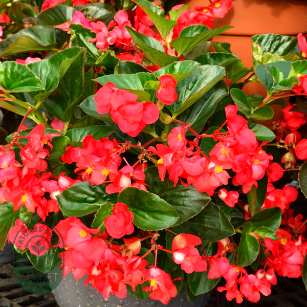 BIG™ Red with Green Leaf Begonia Seeds
