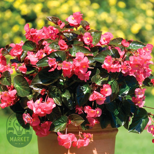 BIG™ Rose with Bronze Leaf Begonia Seeds